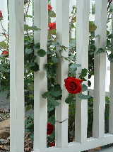 custom fence w don juan rose